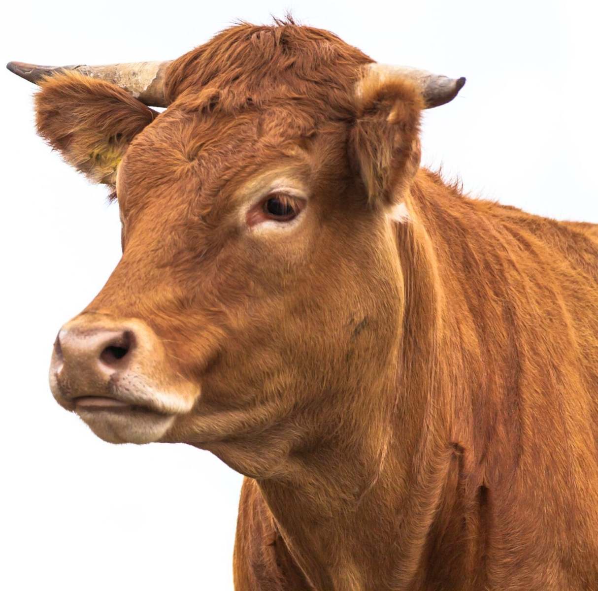 portrait-of-a-cow-2023-11-27-05-31-10-utc-1-e1739268876485