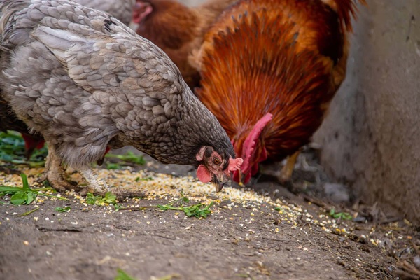 How Quality Chicken Feed Supports Healthy Poultry Growth